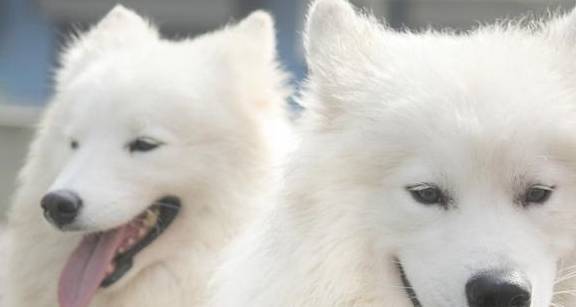 �޹���������5�ֹ�����������Ҳ���࣬������ʼ���ι��