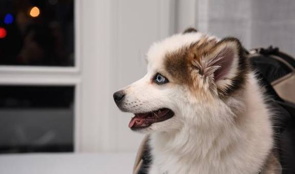 ���˹���8��ͷ�����й������ڼң�����������û���N��Ȥ��