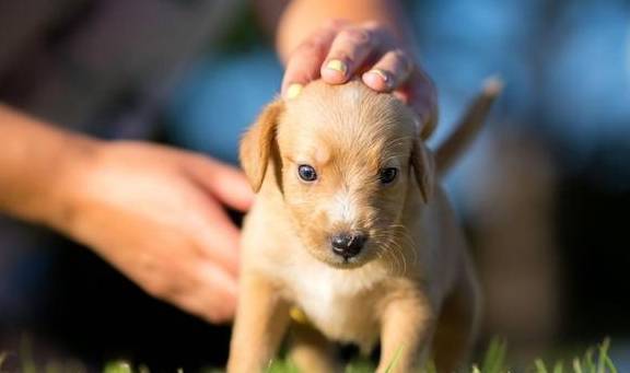 ���˹���8��ͷ�����й������ڼң�����������û���N��Ȥ��