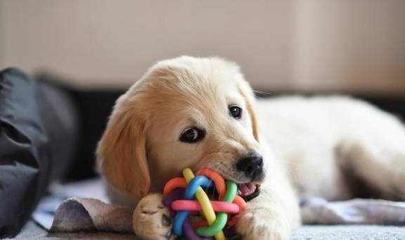 ���˹���8��ͷ�����й������ڼң�����������û���N��Ȥ��