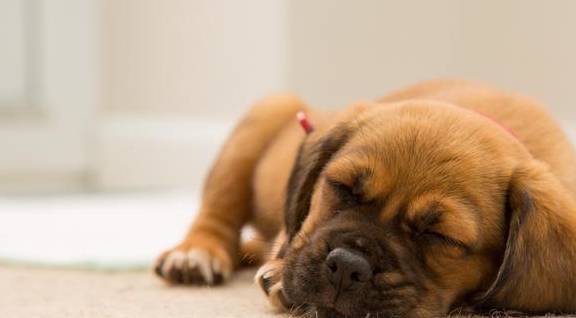 ���˹���8��ͷ�����й������ڼң�����������û���N��Ȥ��