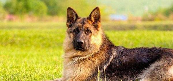 这五种狗,偷狗贼不敢偷,养在家里可以防止小偷 这五种狗,偷狗贼不敢偷,养在家里可以防止小偷