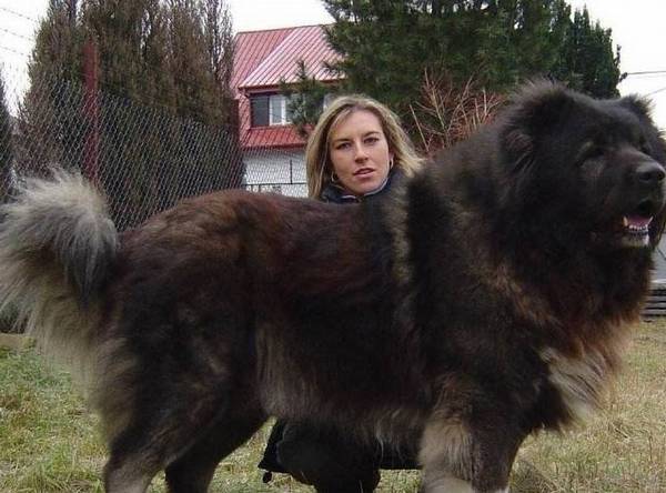 这五种狗,偷狗贼不敢偷,养在家里可以防止小偷 这五种狗,偷狗贼不敢偷,养在家里可以防止小偷