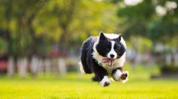 智商最高6种狗狗,好多人不养,是因为怕狗狗嫌自己笨! 智商最高6种狗狗,好多人不养,是因为怕狗狗嫌自己笨!