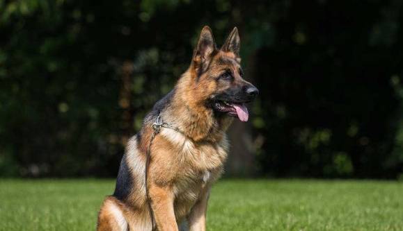 智商最高6种狗狗,好多人不养,是因为怕狗狗嫌自己笨! 智商最高6种狗狗,好多人不养,是因为怕狗狗嫌自己笨!