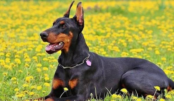 智商最高6种狗狗,好多人不养,是因为怕狗狗嫌自己笨! 智商最高6种狗狗,好多人不养,是因为怕狗狗嫌自己笨!