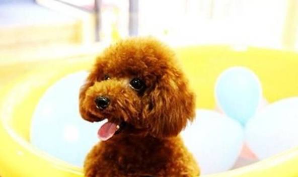 哪些种类的狗合适在住宅小区居住的人养?铲屎官:这5种很合适 哪些种类的狗合适在住宅小区居住的人养?铲屎官:这5种很合适