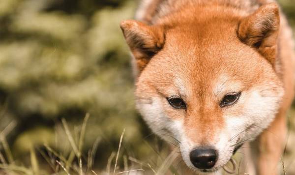 狗狗有哪些不良习惯呢?第4条你们家狗很有可能也是有 狗狗有哪些不良习惯呢?第4条你们家狗很有可能也是有