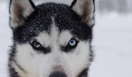 养金毛或是哈士奇,二种小狗的缺点有哪些 养金毛或是哈士奇,二种小狗的缺点有哪些