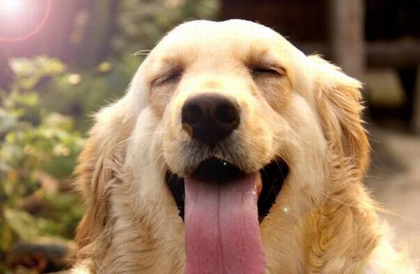 养金毛或是哈士奇,二种小狗的缺点有哪些 养金毛或是哈士奇,二种小狗的缺点有哪些