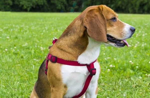 ���ʵ����8��С������������������һ���ӣ�