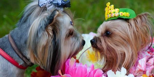 ���ʵ����8��С������������������һ���ӣ�