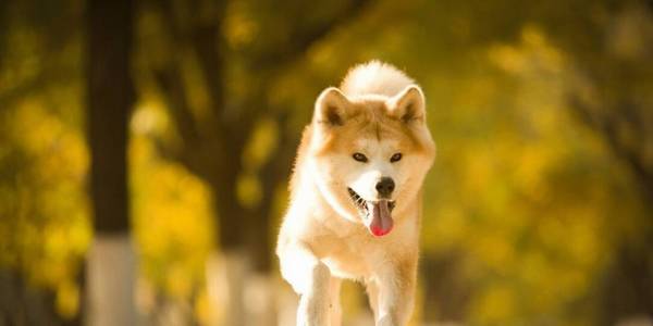 ���ʵ����8��С������������������һ���ӣ�