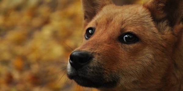 ���ʵ����8��С������������������һ���ӣ�