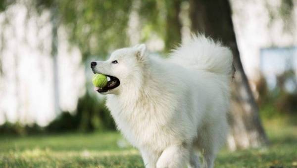 ���ʵ����8��С������������������һ���ӣ�