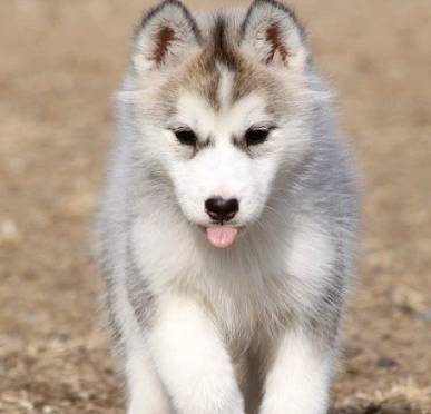 ����ҧ�����ֹ�����������С���ӵ�Ҫ���⣬���п��ܵ�һ�ֺܶ���