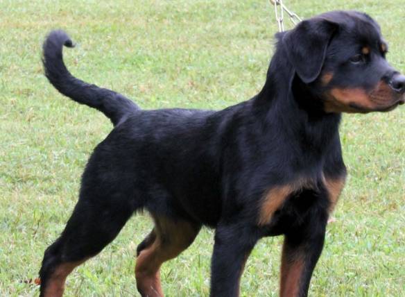 ����ҧ�����ֹ�����������С���ӵ�Ҫ���⣬���п��ܵ�һ�ֺܶ���