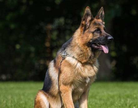 ����ҧ�����ֹ�����������С���ӵ�Ҫ���⣬���п��ܵ�һ�ֺܶ���