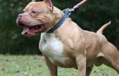 爱乱咬的五种狗狗,家里有小孩子的要留意,很有可能第一种很多人养! 爱乱咬的五种狗狗,家里有小孩子的要留意,很有可能第一种很多人