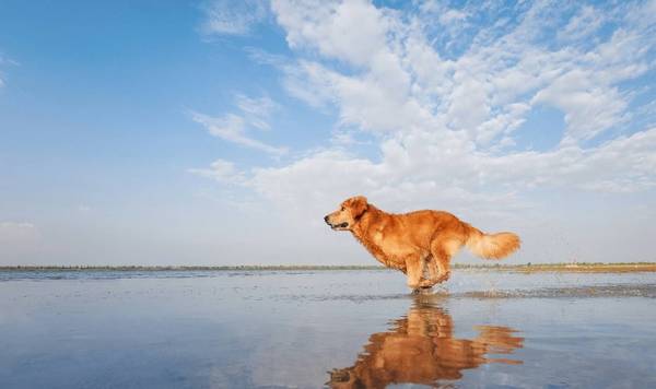 ��ë����ʲôȺ�壬���ѡ��Ǵ��ֽ�ë��ϸ�Ŀ��˼��Ŷ�����ЩЭ