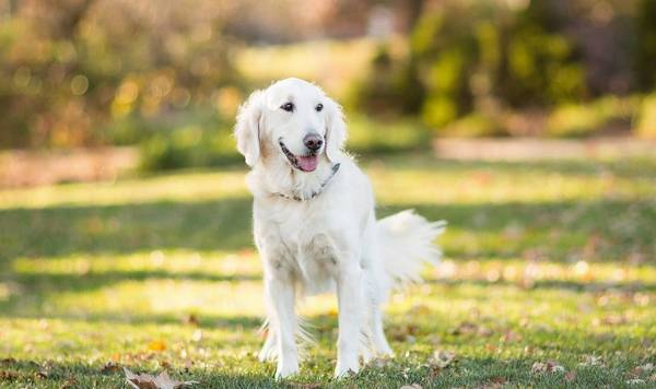 ��ë����ʲôȺ�壬���ѡ��Ǵ��ֽ�ë��ϸ�Ŀ��˼��Ŷ�����ЩЭ