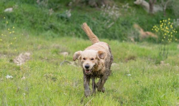 ��ë����ʲôȺ�壬���ѡ��Ǵ��ֽ�ë��ϸ�Ŀ��˼��Ŷ�����ЩЭ