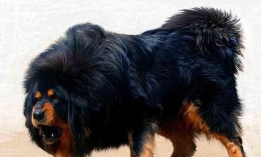 ����Ա�����¡�����5�ֹ������뵱��Ȯ��ңң�����ˣ�