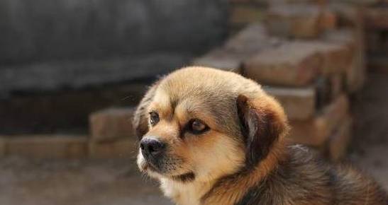 ����Ա�����¡�����5�ֹ������뵱��Ȯ��ңң�����ˣ�