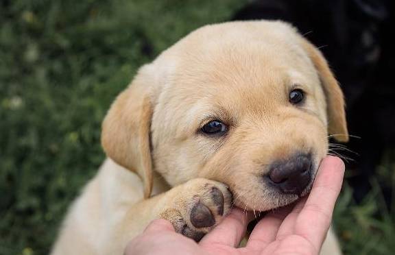 这些狗,最适合陪我们一起锻炼,可以当陪跑伙伴也可以当保镖! 这些狗,最适合陪我们一起锻炼,可以当陪跑伙伴也可以当保镖!