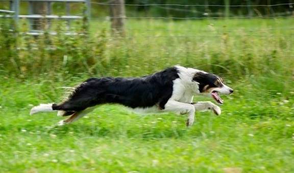 这些狗,最适合陪我们一起锻炼,可以当陪跑伙伴也可以当保镖! 这些狗,最适合陪我们一起锻炼,可以当陪跑伙伴也可以当保镖!