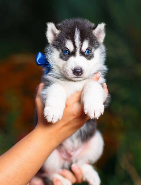 ��Ҳ����׶���˵��ʿ�洿���֣���Ҫ����5�㣬��ƭ