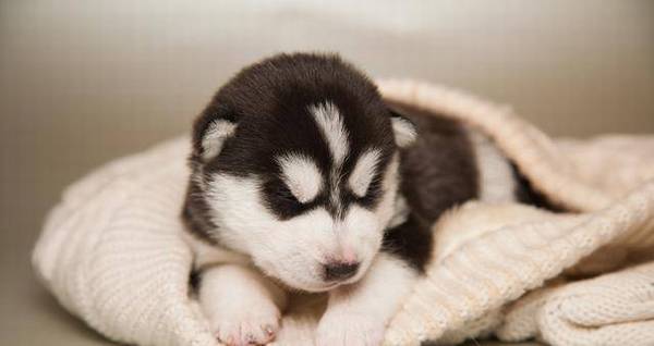 ��Ҳ����׶���˵��ʿ�洿���֣���Ҫ����5�㣬��ƭ