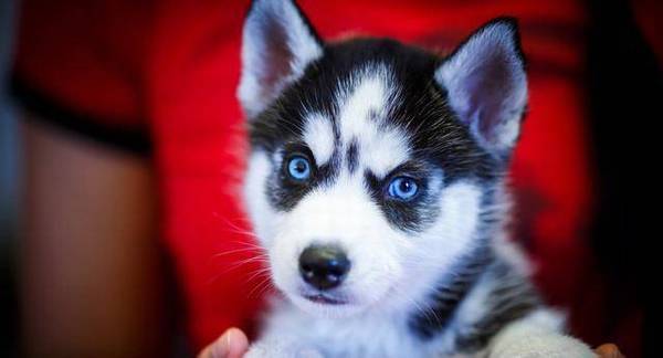 ��Ҳ����׶���˵��ʿ�洿���֣���Ҫ����5�㣬��ƭ