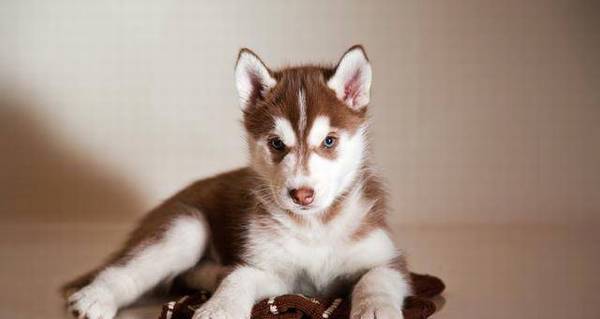 ��Ҳ����׶���˵��ʿ�洿���֣���Ҫ����5�㣬��ƭ