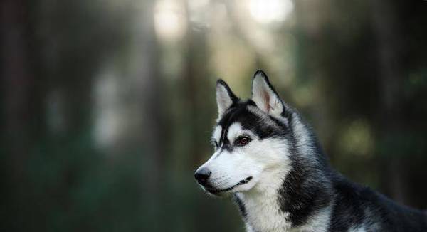 ��Ҳ����׶���˵��ʿ�洿���֣���Ҫ����5�㣬��ƭ