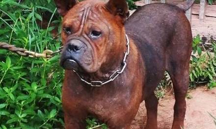 带出来非常容易吓着人,4种狗狗,好多人都不清楚 带出来非常容易吓着人,4种狗狗,好多人都不清楚