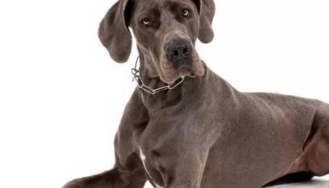 带出来非常容易吓着人,4种狗狗,好多人都不清楚 带出来非常容易吓着人,4种狗狗,好多人都不清楚