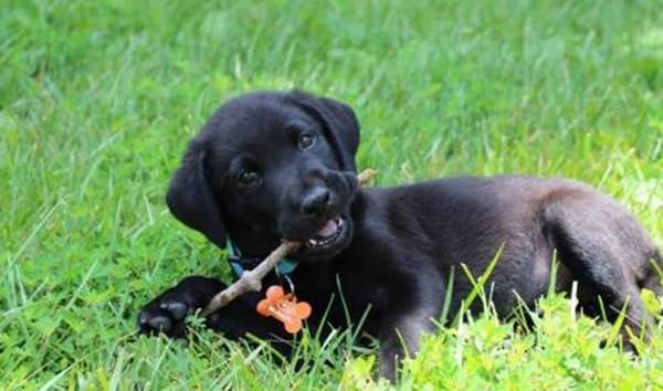 拉布拉多犬是啥犬品种,他们有哪些特点? 拉布拉多犬是啥犬品种,他们有哪些特点?
