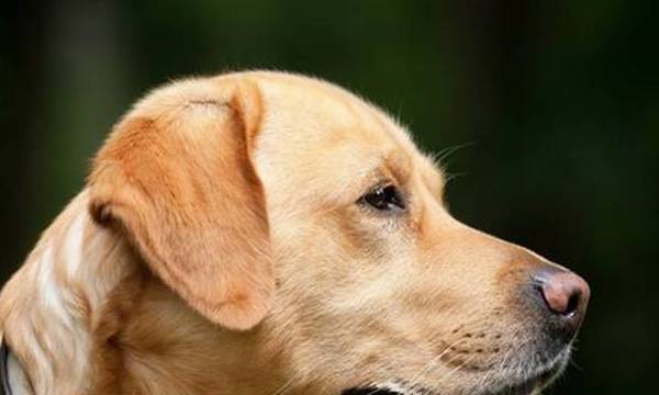 拉布拉多犬是啥犬品种,他们有哪些特点? 拉布拉多犬是啥犬品种,他们有哪些特点?