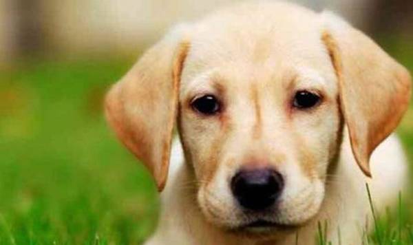 拉布拉多犬是啥犬品种,他们有哪些特点? 拉布拉多犬是啥犬品种,他们有哪些特点?