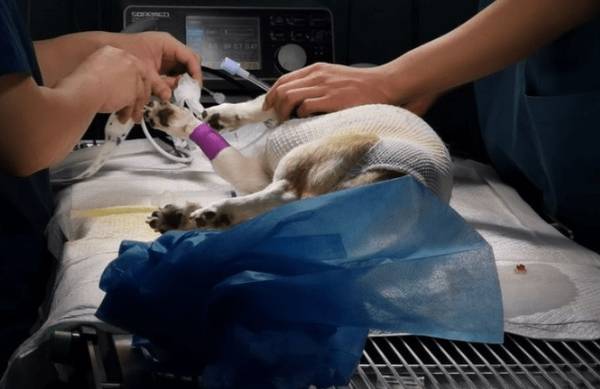 小狗“绝育”和“不绝育”的区别,真实经历对你说,差别非常大 小狗“绝育”和“不绝育”的区别,真实经历对你说,差别非常大