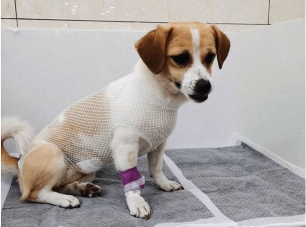 小狗“绝育”和“不绝育”的区别,真实经历对你说,差别非常大 小狗“绝育”和“不绝育”的区别,真实经历对你说,差别非常大