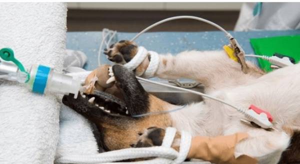 小狗“绝育”和“不绝育”的区别,真实经历对你说,差别非常大 小狗“绝育”和“不绝育”的区别,真实经历对你说,差别非常大