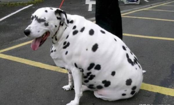 小狗“绝育”和“不绝育”的区别,真实经历对你说,差别非常大 小狗“绝育”和“不绝育”的区别,真实经历对你说,差别非常大