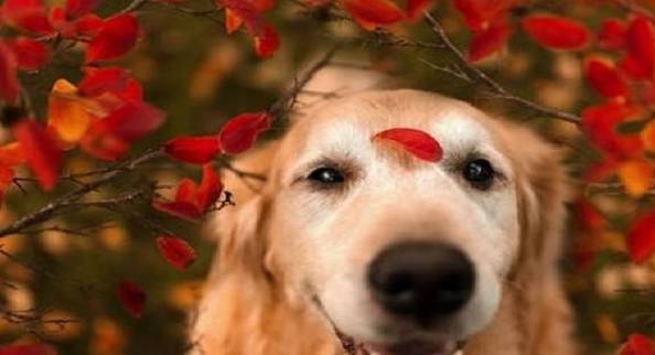 给狗狗绝育后,狗狗的5个转变,你清楚吗? 给狗狗绝育后,狗狗的5个转变,你清楚吗?