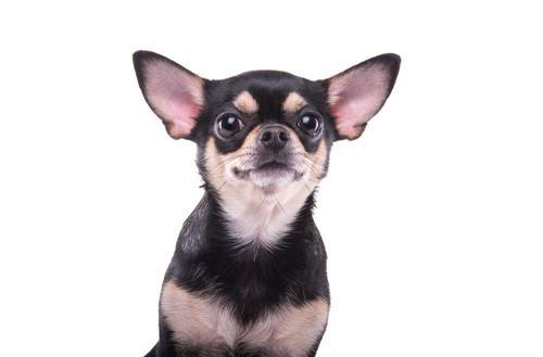 吉娃娃耳朵内黑了是耳螨吗 吉娃娃耳朵内黑了是耳螨吗