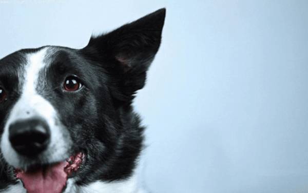 除了狗耳螨需要多少钱才能去除狗耳螨 除了狗耳螨需要多少钱才能去除狗耳螨