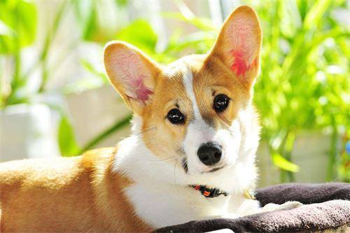 狗狗耳螨多长时间能医好 狗狗耳螨多长时间能医好