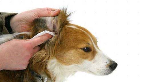 狗狗耳螨多长时间能医好 狗狗耳螨多长时间能医好