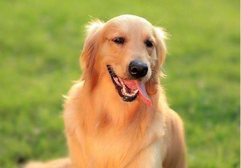 有耳螨的狗狗是什么症状,狗狗耳螨能治愈吗 有耳螨的狗狗是什么症状,狗狗耳螨能治愈吗